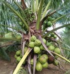 vietnam coconuts.jpeg